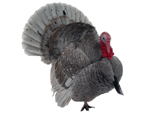 turkey-15