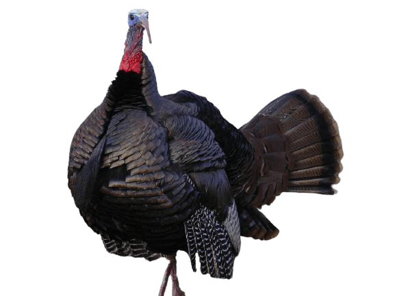 turkey-16