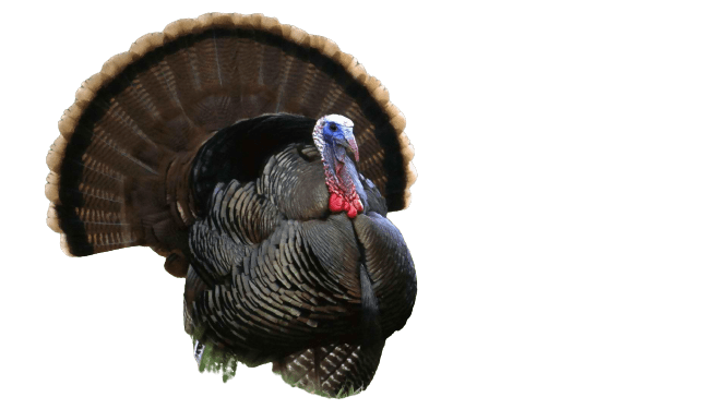 turkey-19
