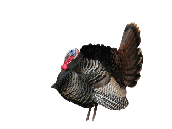 turkey-20