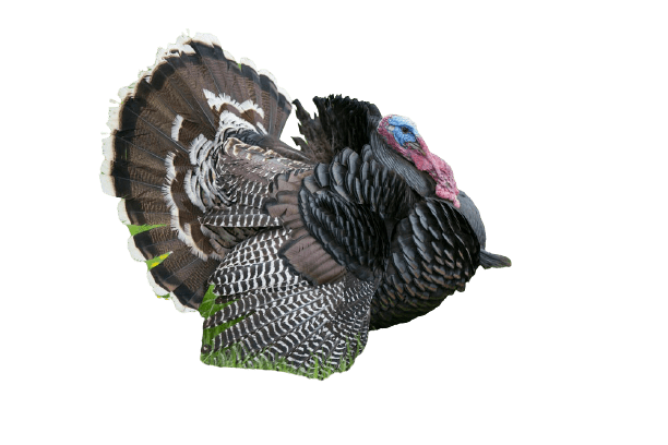 turkey-21