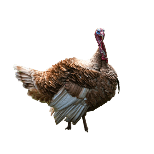 turkey-23