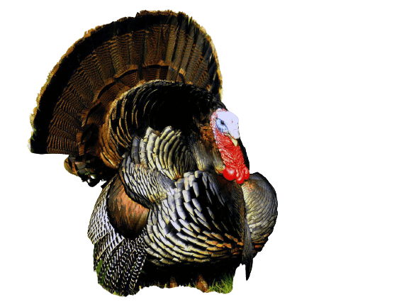 turkey png