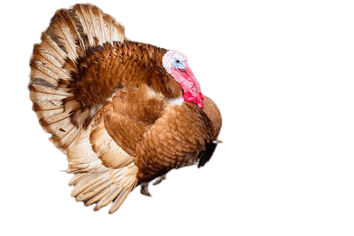 turkey-6
