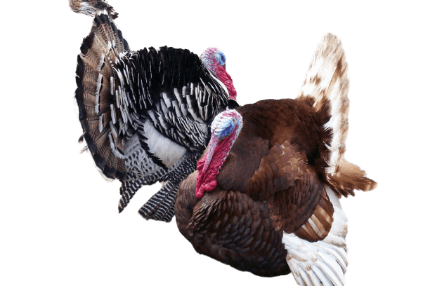 turkey-9