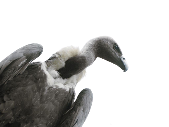 vulture-1