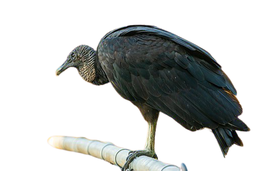 vulture-10