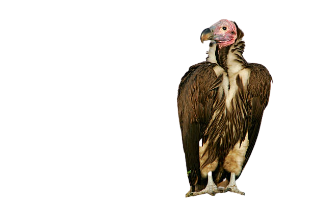 vulture-11