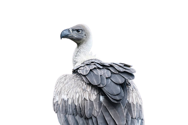 vulture-12