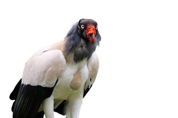 vulture-16