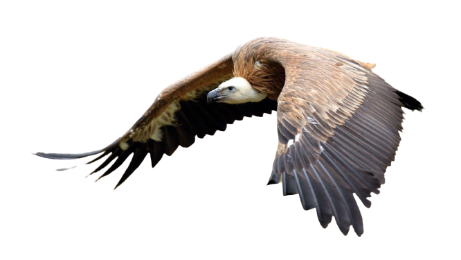 vulture-17