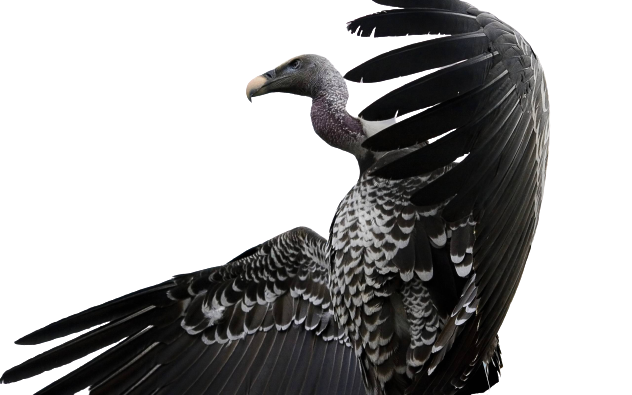 vulture-2