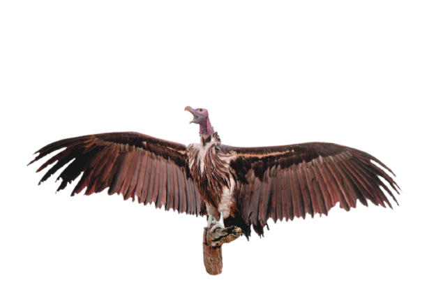 vulture-20