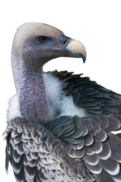 vulture-22