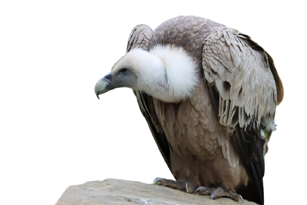 vulture-25