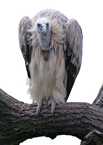 vulture-28
