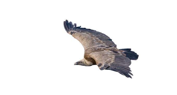 vulture-29