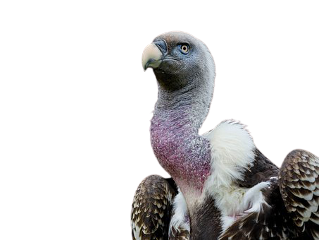 vulture-35