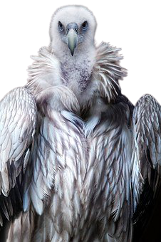 vulture-37