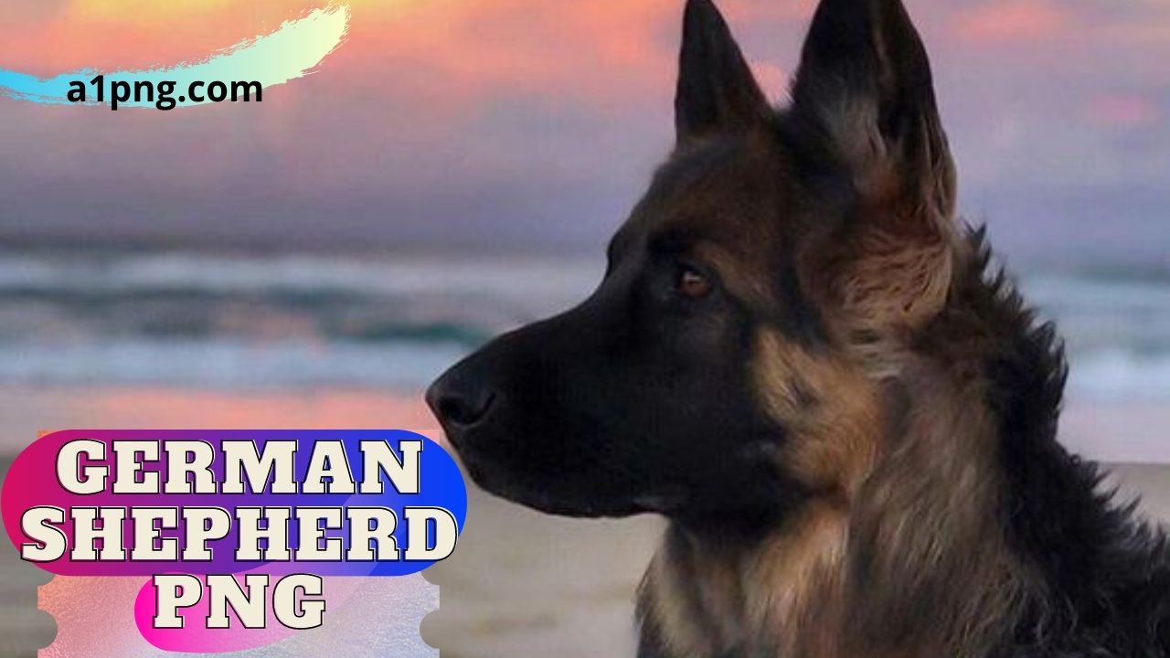 [Best 30+]» German Shepherd PNG» ClipArt, Logo & HD Background