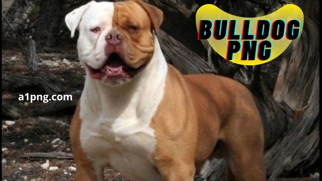 [Best 30+]» Bulldog PNG» ClipArt, Logo & HD Background