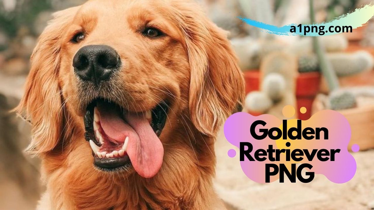 [Best 30+]» Golden Retriever PNG» ClipArt, Logo & HD Background