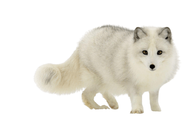 arctic-fox-1-2