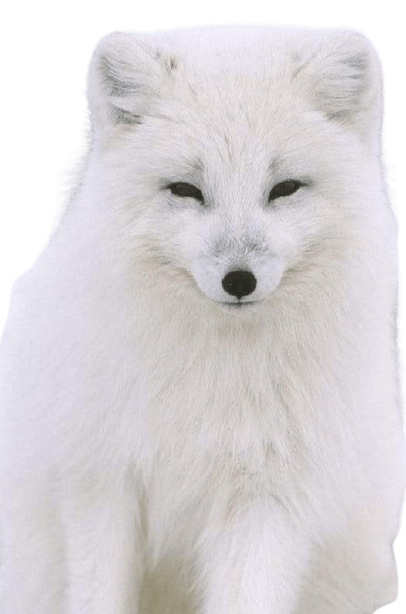 arctic-fox-1