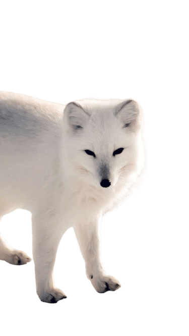 arctic-fox-10-2
