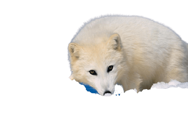arctic-fox-11-1