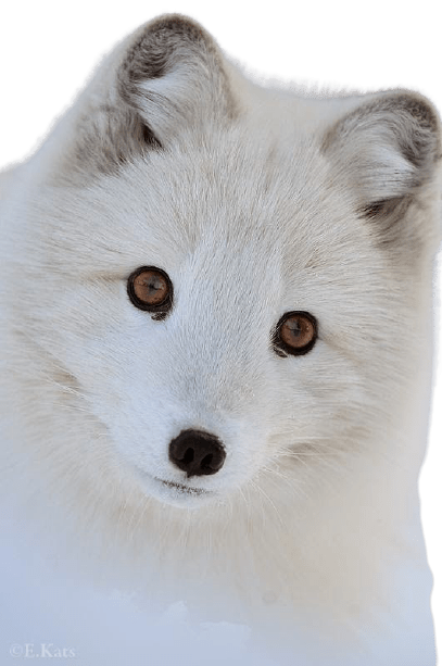 arctic-fox-13