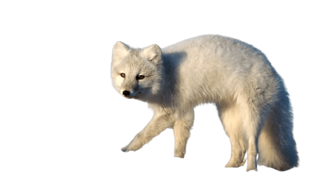 arctic-fox-14