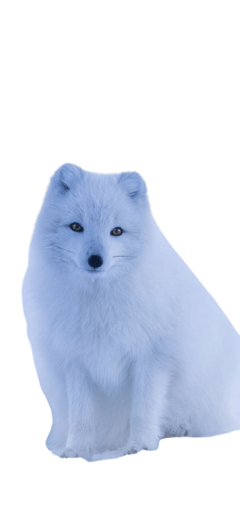 arctic-fox-2-1