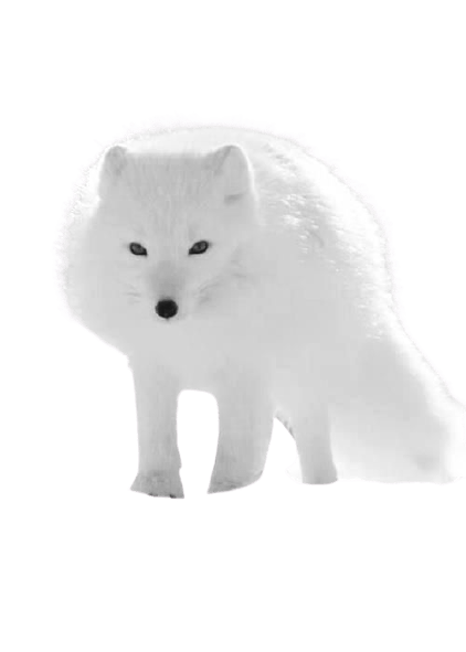 arctic-fox-2-2