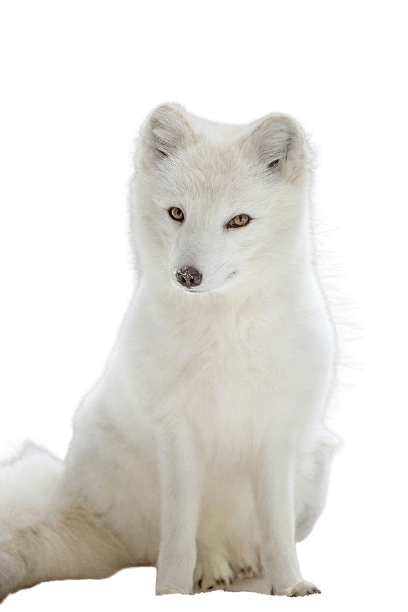 arctic-fox-3