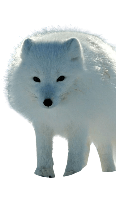 arctic-fox-4-1