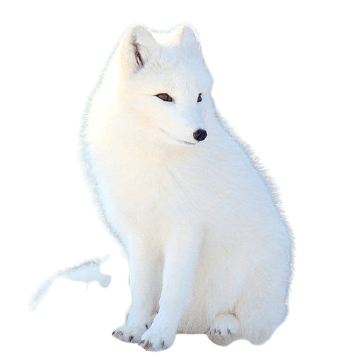 arctic-fox-4