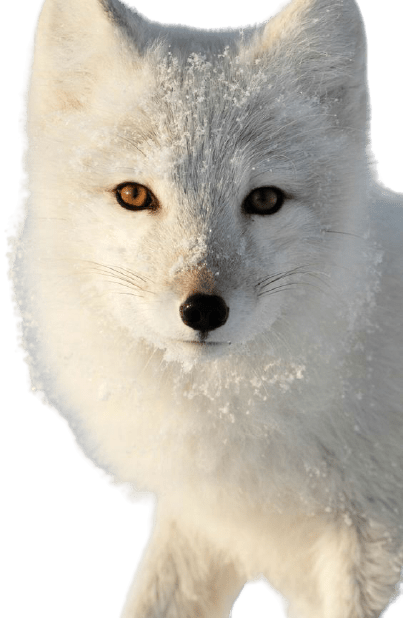arctic-fox-5-1