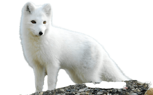 arctic-fox-5-3