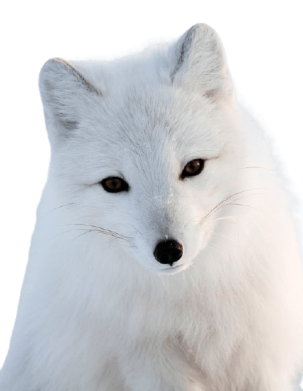 arctic-fox-5