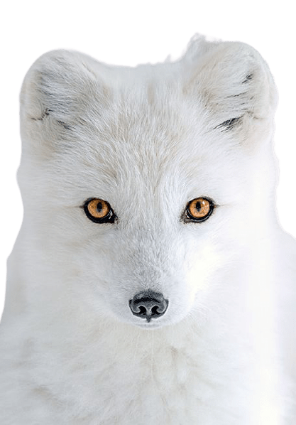arctic-fox-7