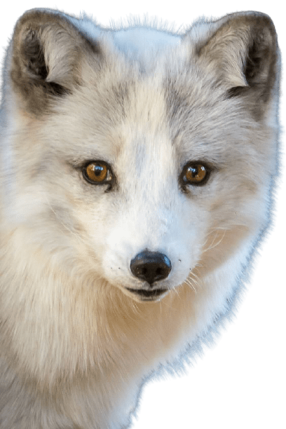 arctic-fox-8