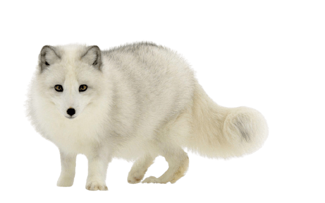 arctic-fox-9-1