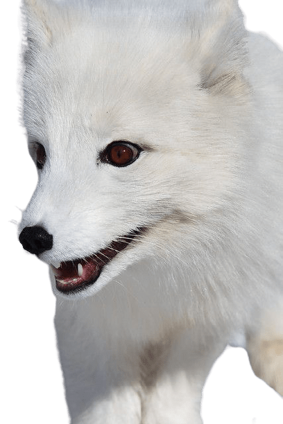 arctic-fox-9
