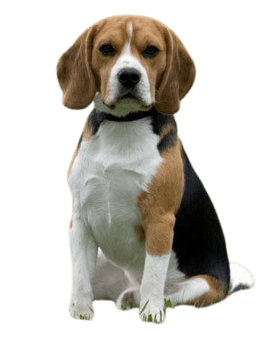 beagle-11