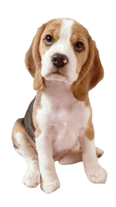 beagle-14