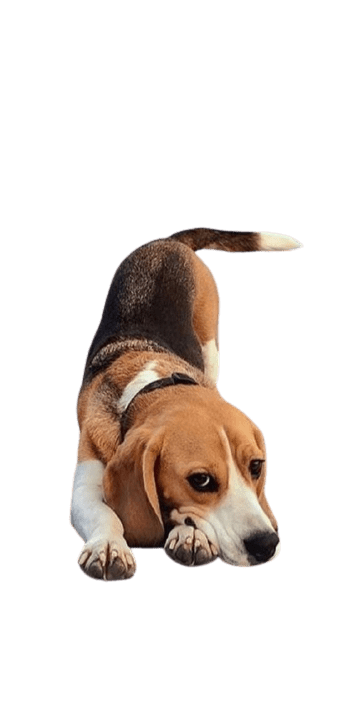 beagle-15