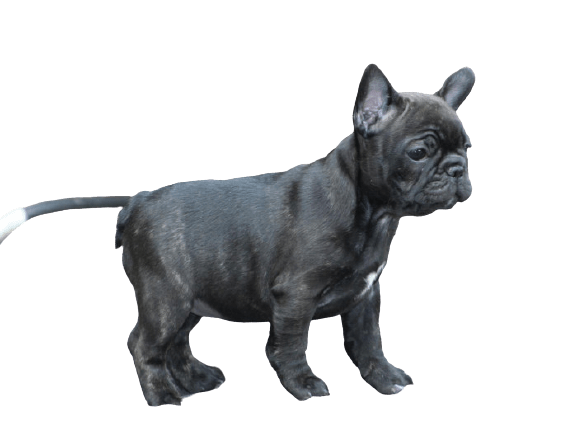 french-bulldog-10