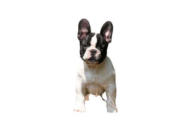 french-bulldog-3