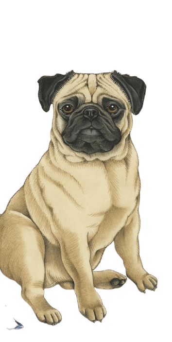 [Best 30+]» Pug PNG» ClipArt, Logo & HD Background